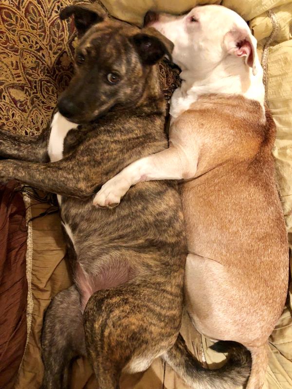 /Images/uploads/Humane Rescue Alliance/HRACalendarPhotoContest/entries/8825thumb.jpg